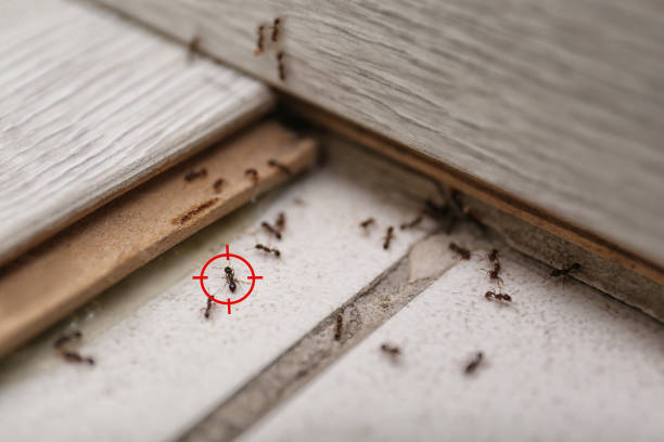 Best Mosquito Control Services  in Bohners Lake, WI