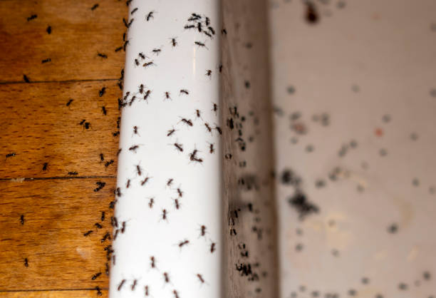 Pest Control Cost in Bohners Lake, WI