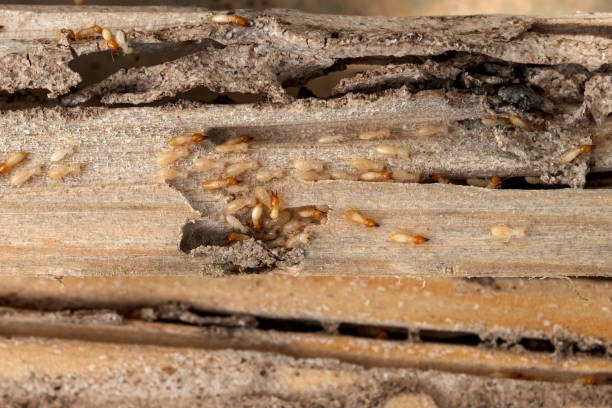 Best Pest Control Near Me in Bohners Lake, WI
